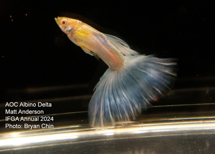 Guppy male AOC Albino